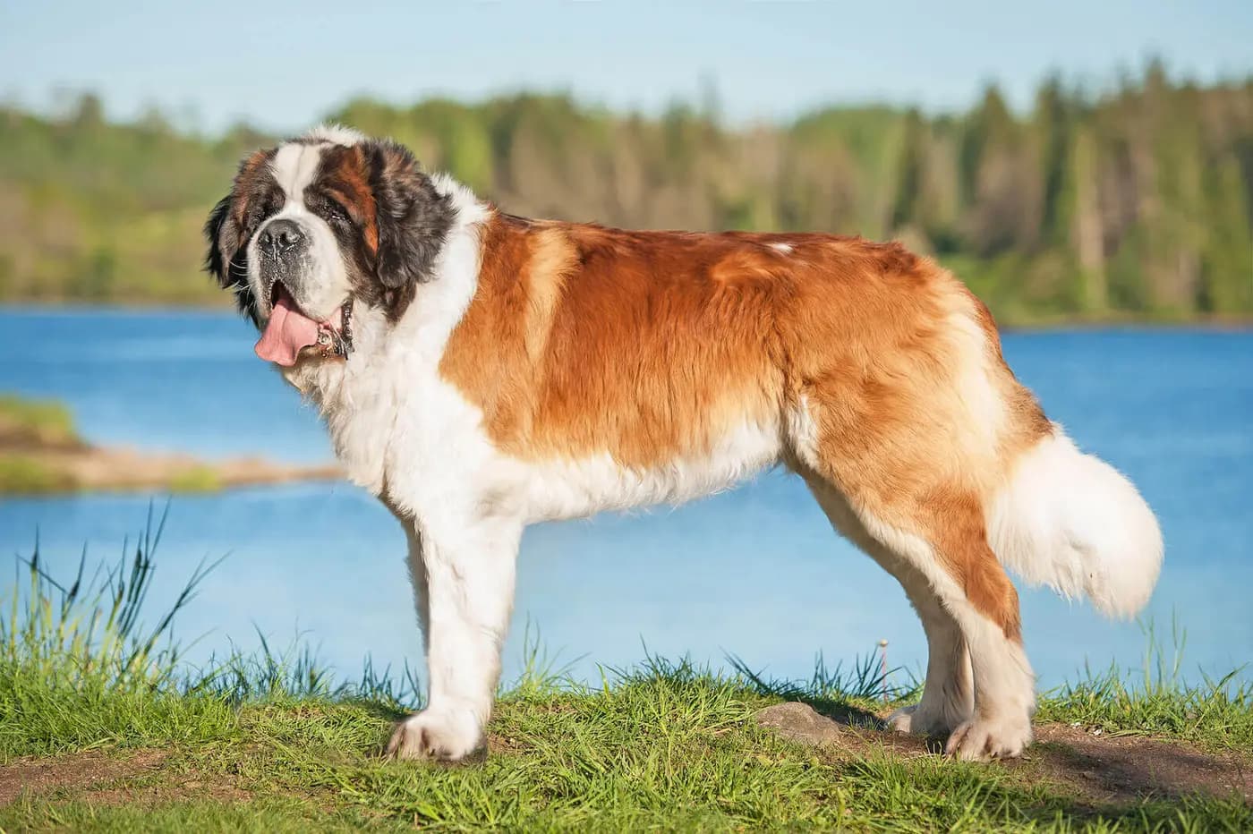 Saint Bernard breed photo