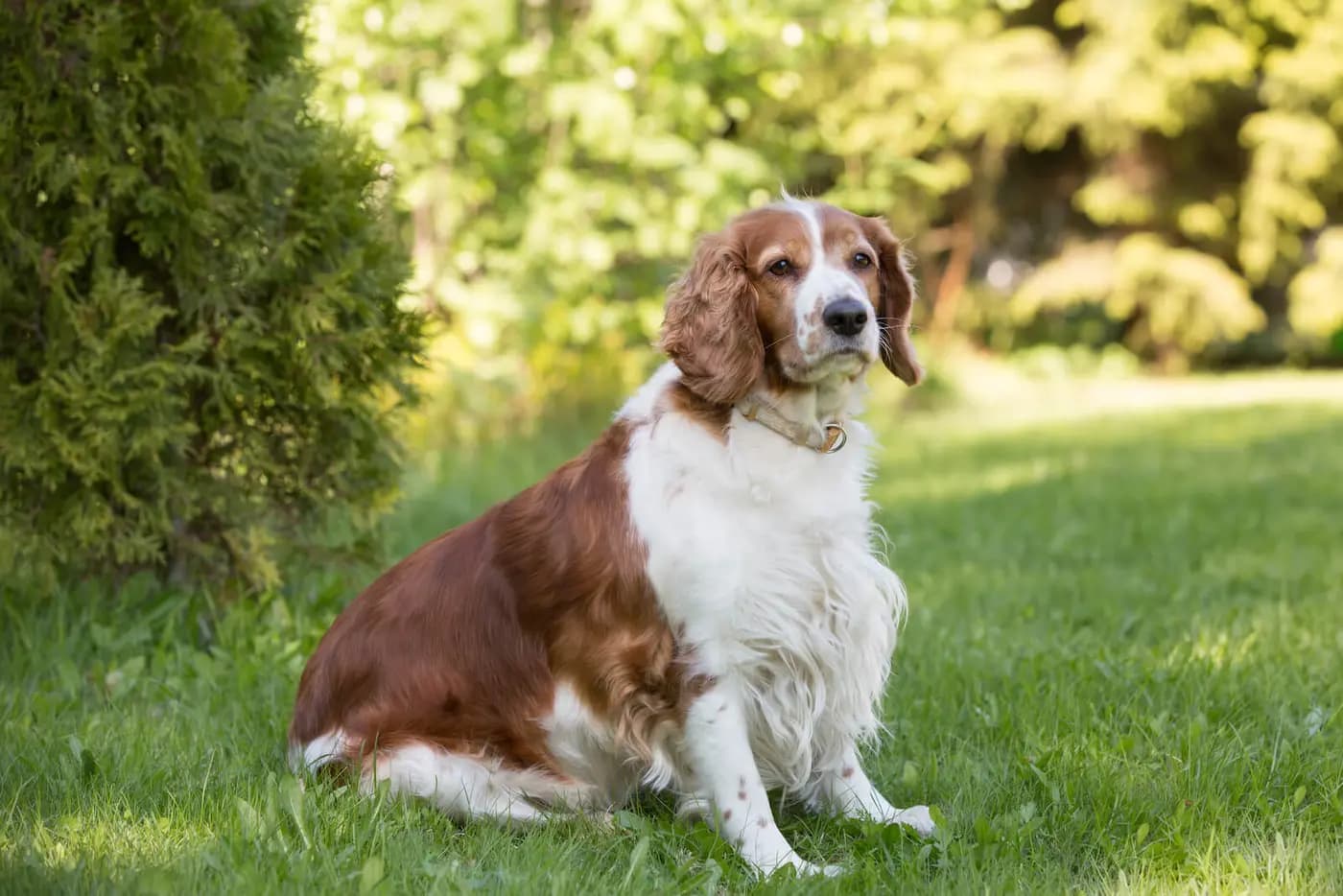 Welsh Springer Spaniel breed photo