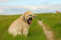 Soft Coated Wheaten Terrier breed photo