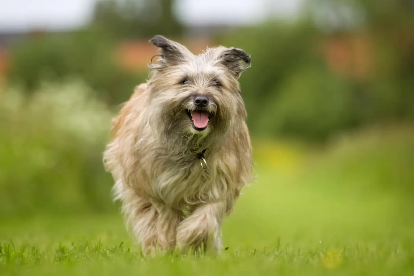 Pyrenean Shepherd breed photo