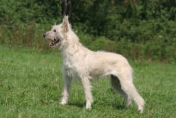 Bouvier des Ardennes breed photo