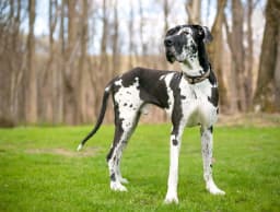 Great Dane breed photo