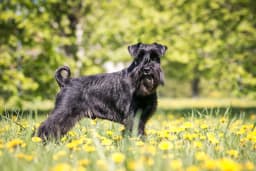 Standard Schnauzer breed photo