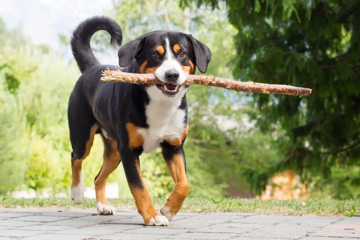 Entlebucher Mountain Dog breed photo