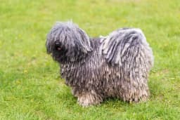 Puli breed photo