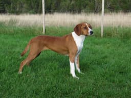 Hygen Hound breed photo