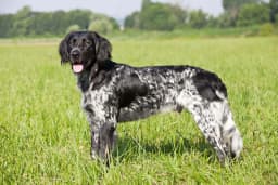 Large Munsterlander breed photo