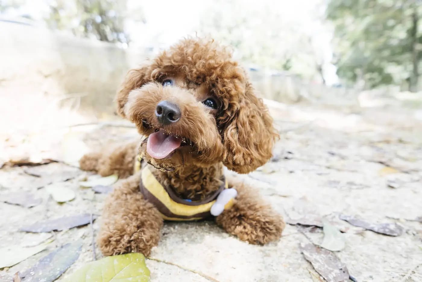 Poodle - Toy breed photo