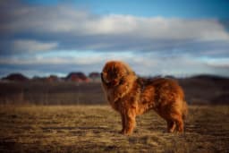 Tibetan Mastiff breed photo