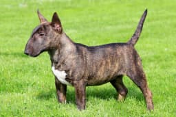 Miniature Bull Terrier breed photo