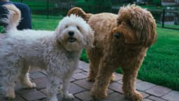 Miniature Goldendoodle breed photo