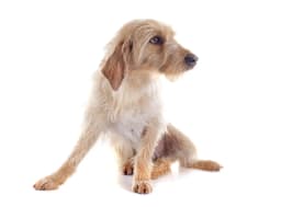 Basset Fauve de Bretagne breed photo
