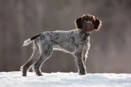 German Rough-haired Pointer breed photo