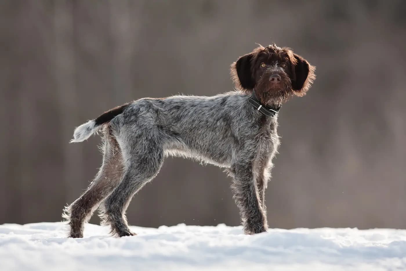 German Rough-haired Pointer breed photo