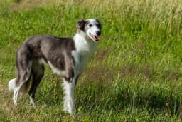 Silken Windhound breed photo