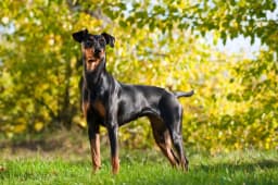 German Pinscher breed photo