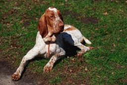 Bracco Italiano breed photo