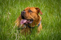 American Mastiff breed photo