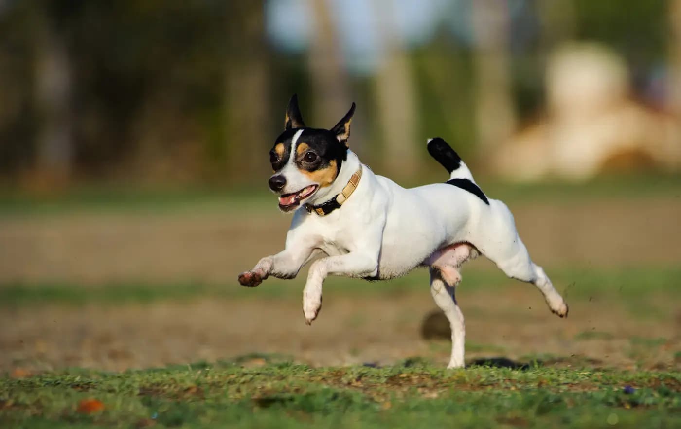Toy Fox Terrier breed photo