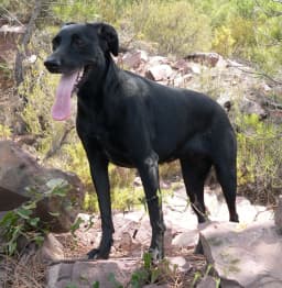 Majorca Shepherd breed photo