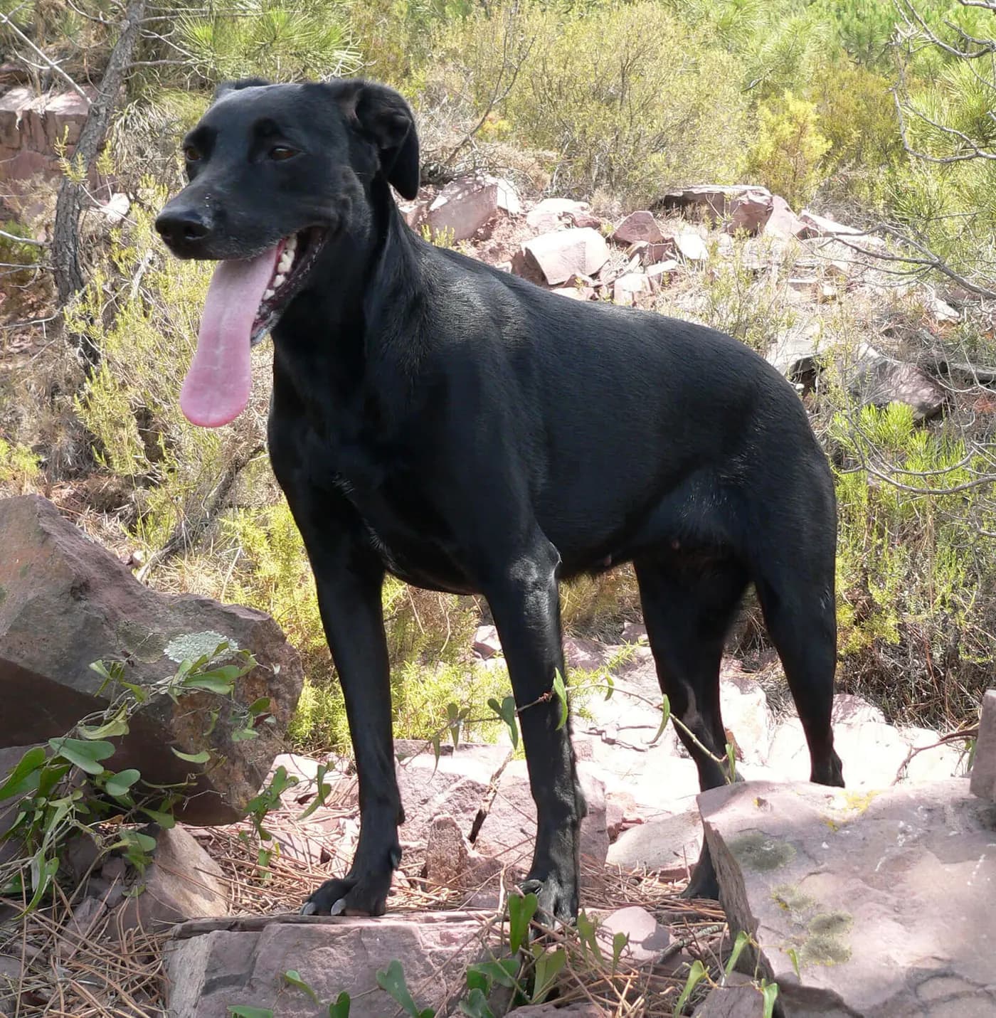 Majorca Shepherd breed photo