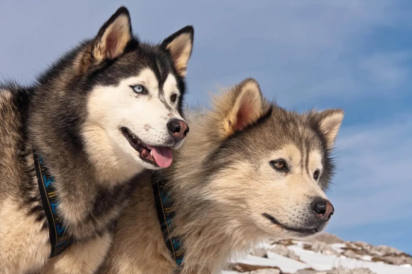 Alaskan Husky breed photo