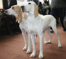 Porcelaine breed photo