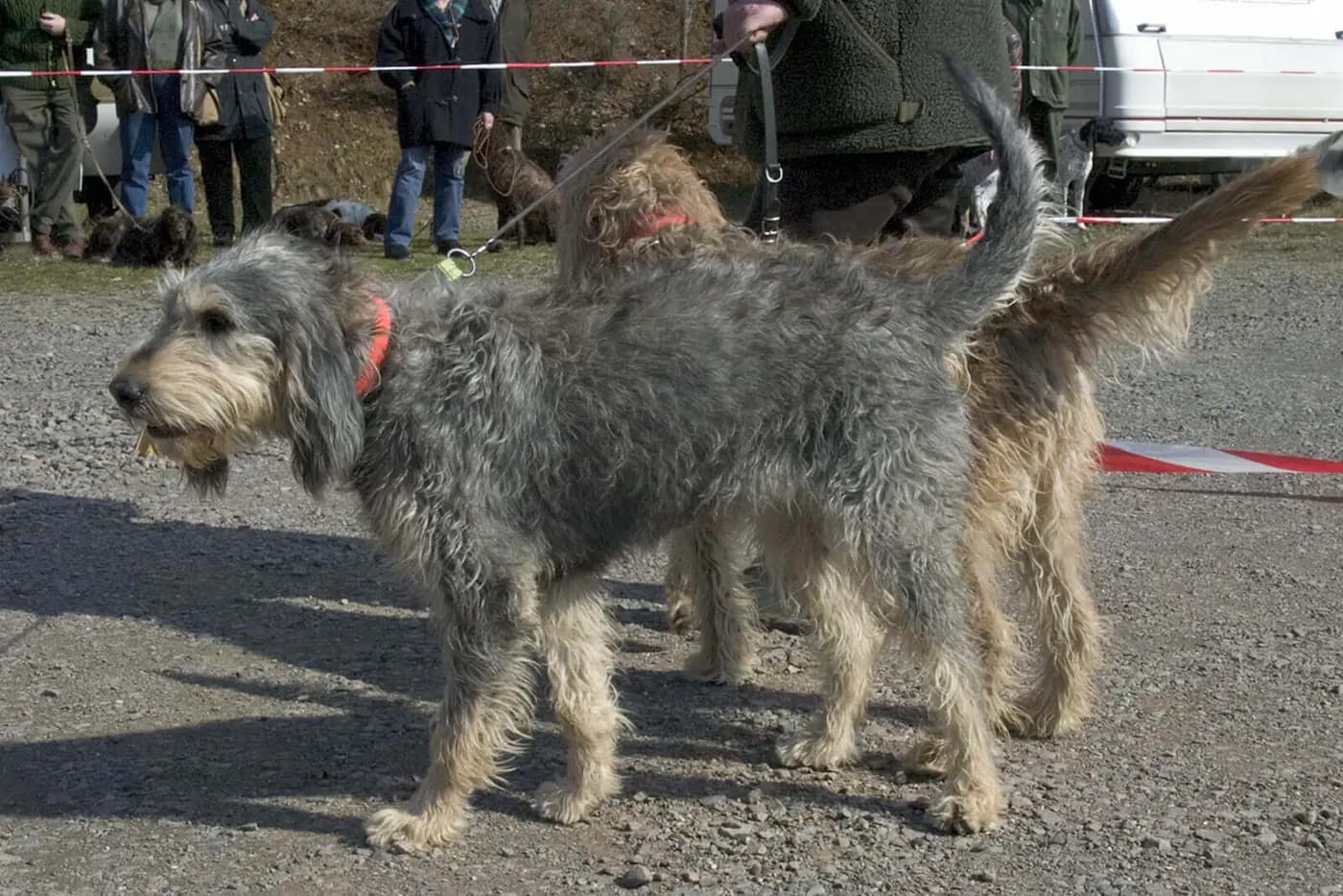 Griffon Nivernais breed photo