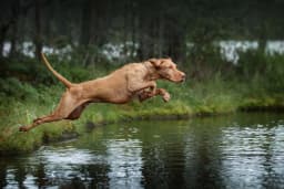 Hungarian Wirehaired Vizsla breed photo