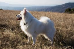 American Eskimo breed photo