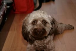 Doxiepoo breed photo