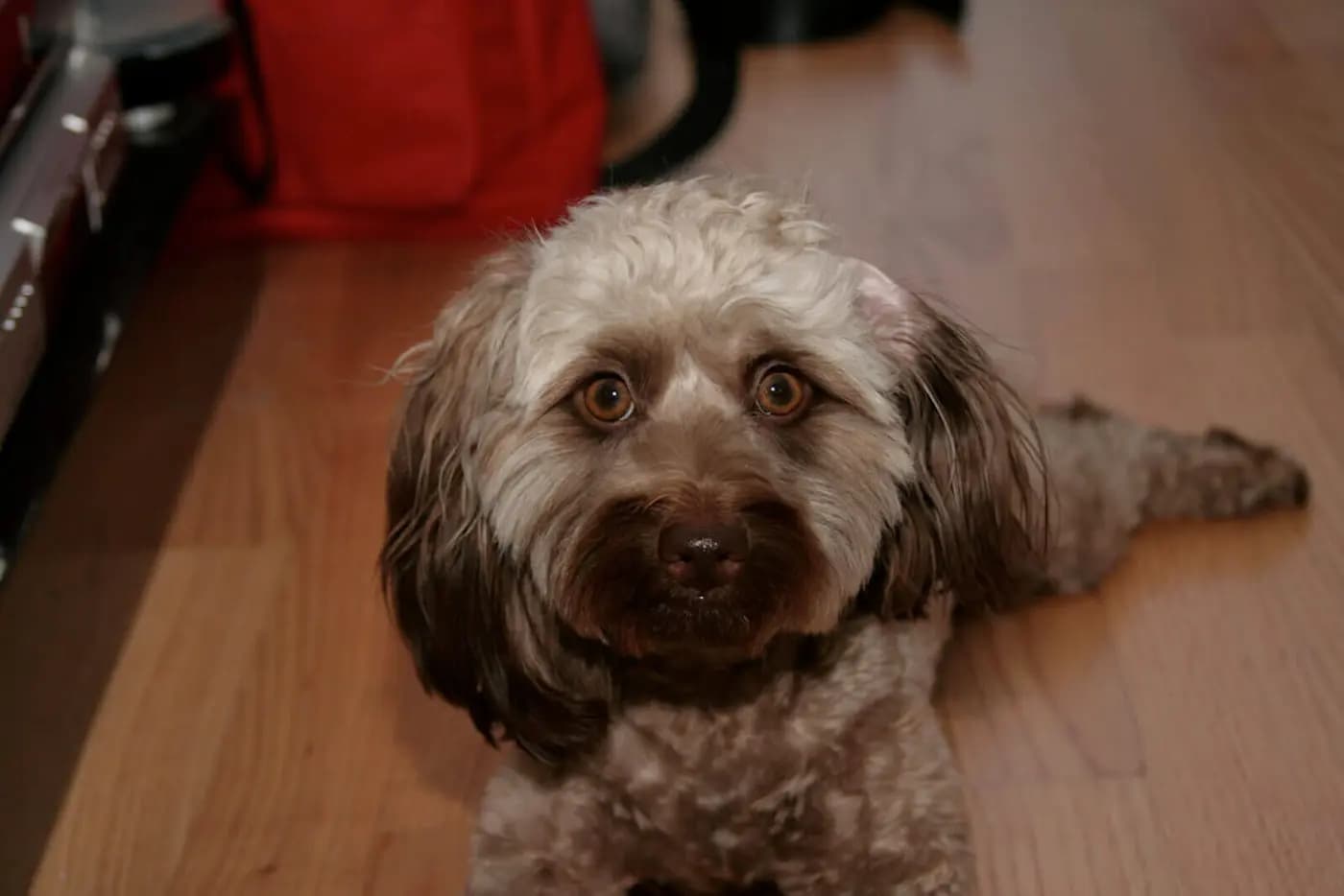Doxiepoo breed photo