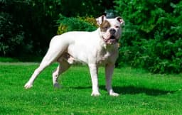 American Bulldog breed photo