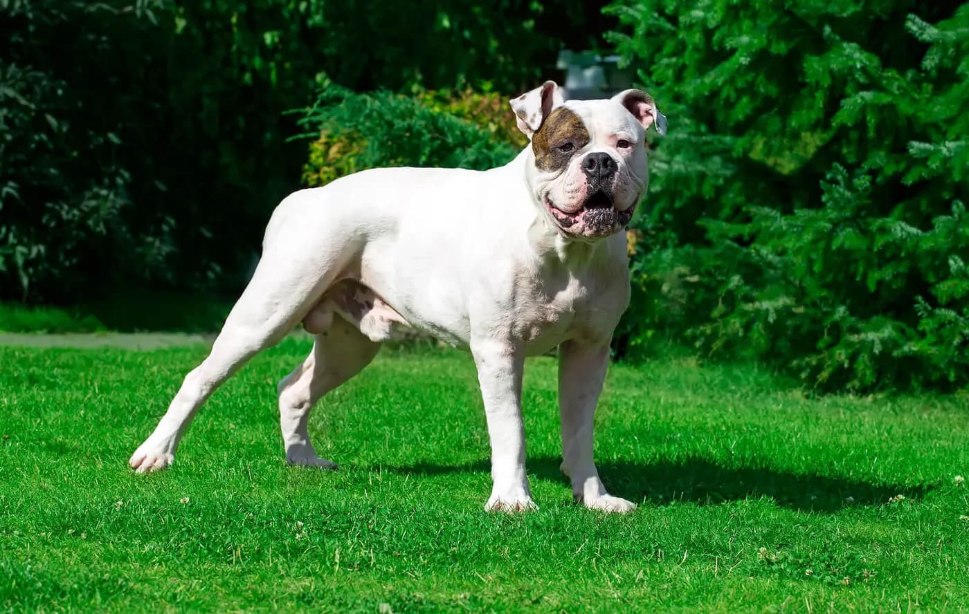 American Bulldog breed photo