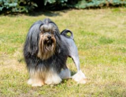 Lowchen breed photo