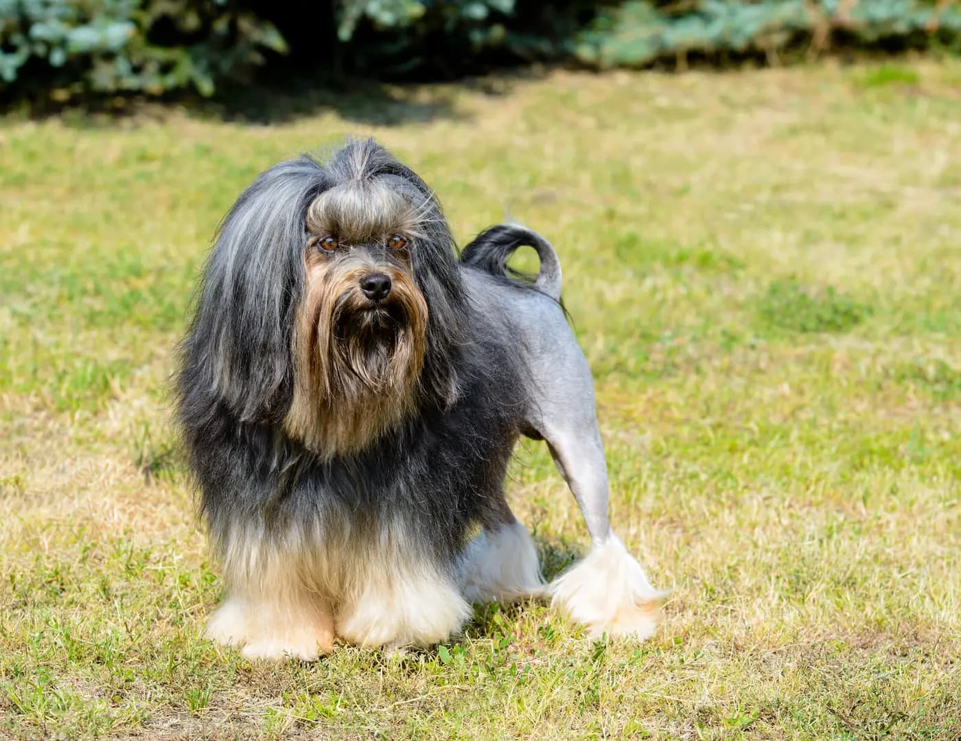 Lowchen breed photo