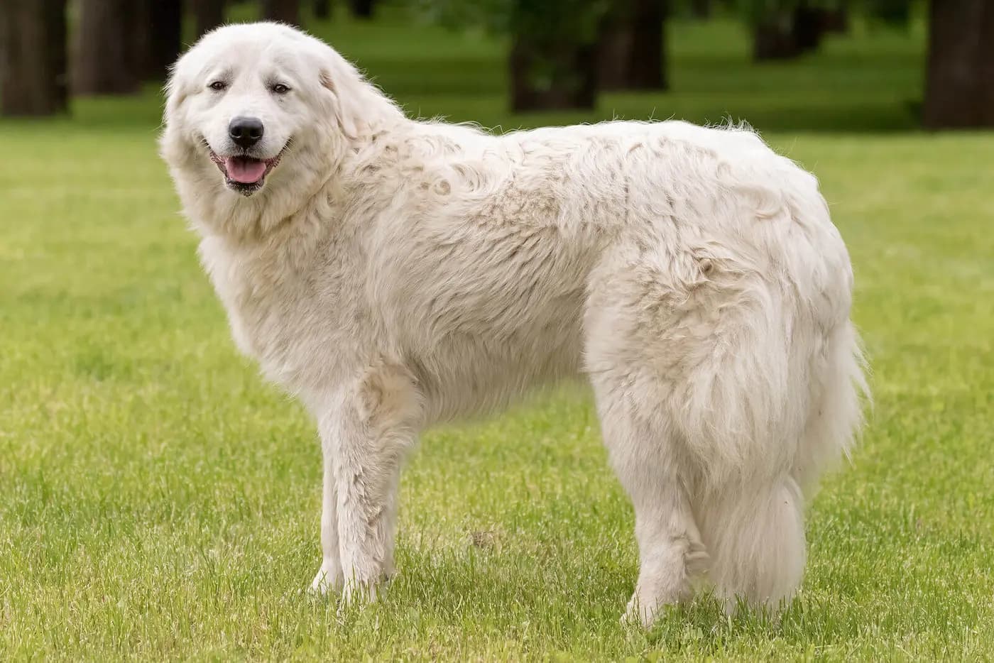 Maremma Sheepdog breed photo
