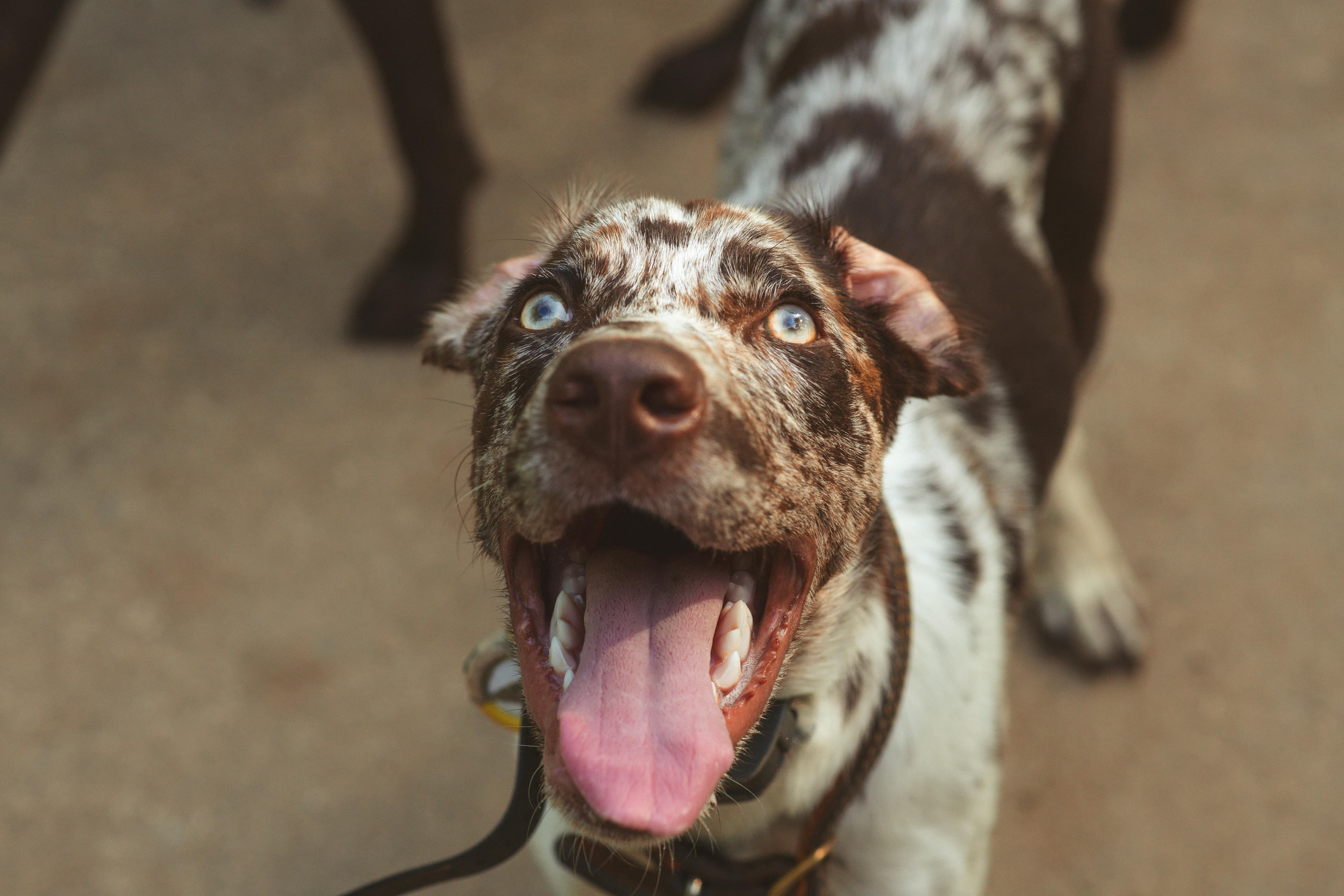 American Leopard Hound breed photo