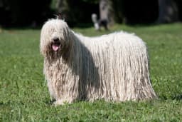 Komondor breed photo