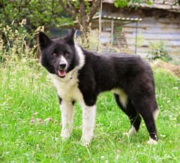 Karelian Bear Dog breed photo