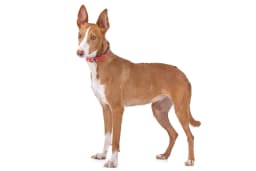 Podenco Canario breed photo