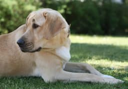 Danish Broholmer breed photo