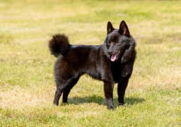 Schipperke breed photo