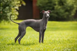 Greyhound breed photo