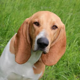 Swiss Hound breed photo