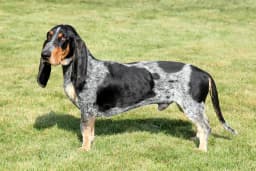 Basset Bleu de Gascogne breed photo