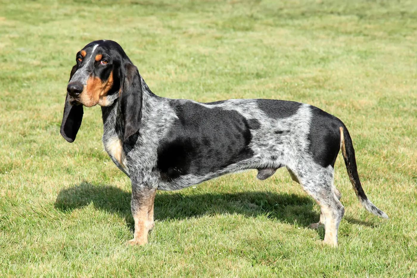 Basset Bleu de Gascogne breed photo