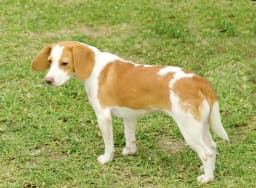Istrian Short-Haired Hound breed photo
