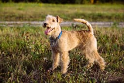 Lakeland Terrier breed photo