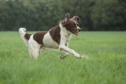 Drentse Patrijshond breed photo